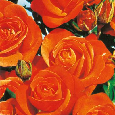 ROSIER ORANGE SENSATION - LE ROSIER