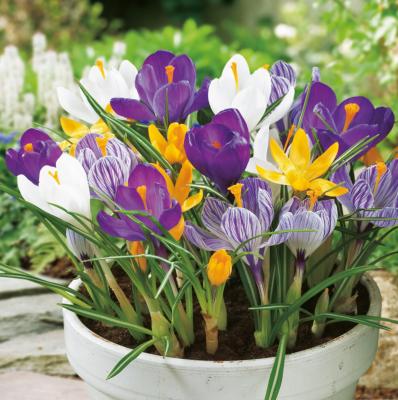 CADEAU 15 BULBES D'ALLIUM MOLY