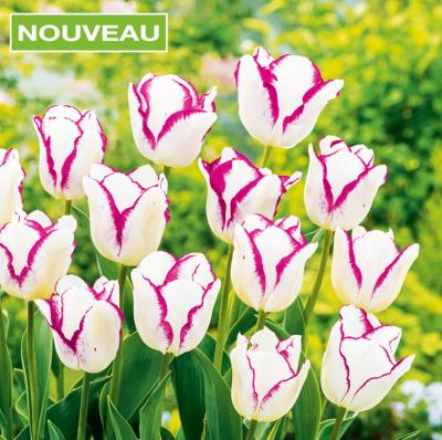 TULIPE AFFAIRE - 10 BULBES