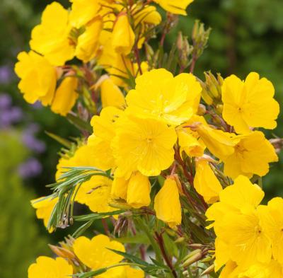 OENOTHERA FRUTICOSA - 3 GODETS