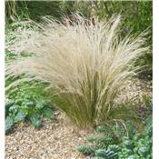 STIPA - 3 GODETS