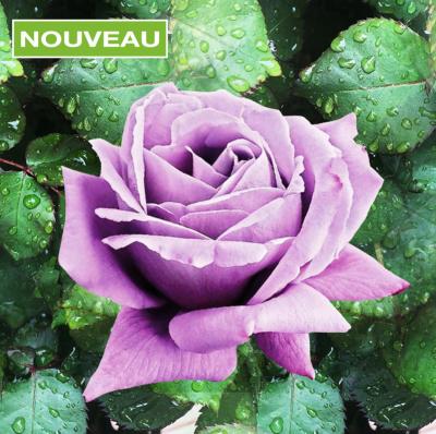 ROSIER BUISSON CLAUDE BRASSEUR® MEIBRIACUS - LE ROSIER