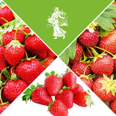 OFFRE SPECIALE FRAISIERS DEGUSTATION - 60 PLANTS