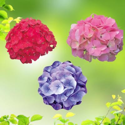 OFFRE SPECIALE HORTENSIAS - 3 GODETS