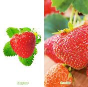 OFFRE FRAISIERS DEGUSTATION GROS FRUITS - 40 PLANTS