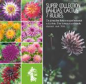 SUPER COLLECTION DAHLIAS CACTUS - 7 BULBES