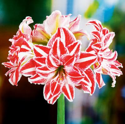 AMARYLLIS DANCING QUEEN  - 1 BULBE