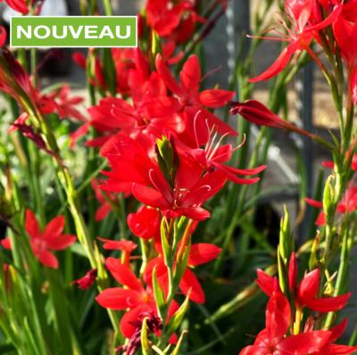 LIS DES CAFRES - Schizostylis coccinea -3 GODETS