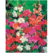 CLARKIA ELEGANT DOUBLE - 1 G