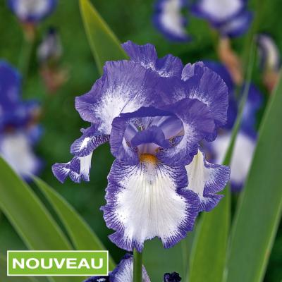 IRIS DES JARDINS STEPPING OUT- LE GODET