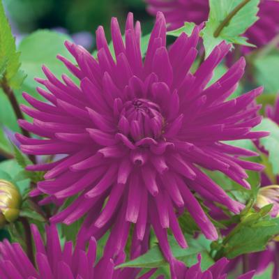 DAHLIA CACTUS PURPLE GEM - 1 BULBE