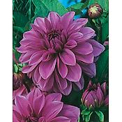 DAHLIA GEANT LILAC TIME - 1 BULBE