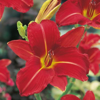 HEMEROCALLE CRIMSON PIRATE - 3 GODETS