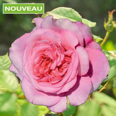 ROSIER BUISSON PINK VOLUPTIA® - LE ROSIER