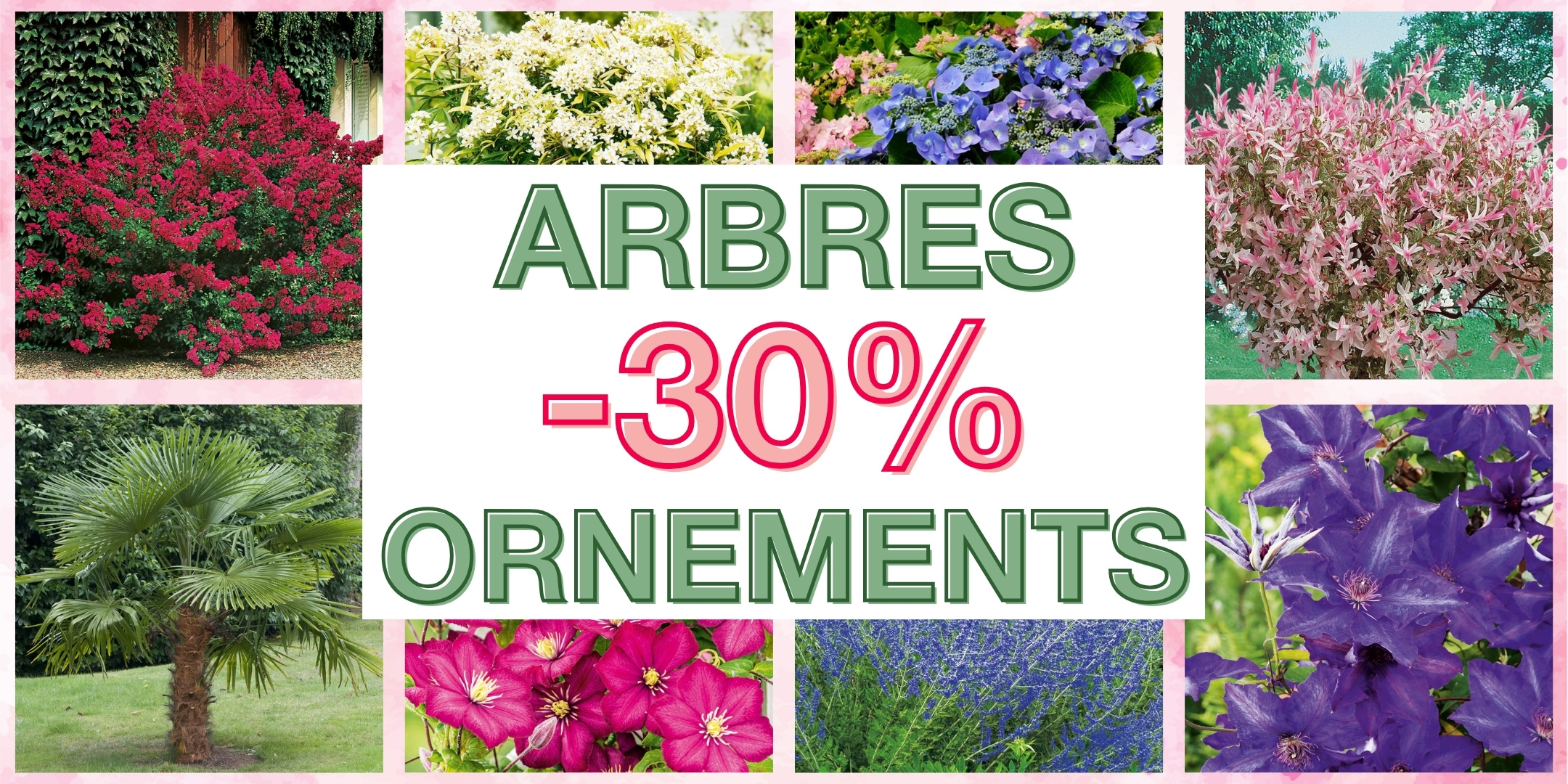 -30% Sur nos bulbes  fleurs